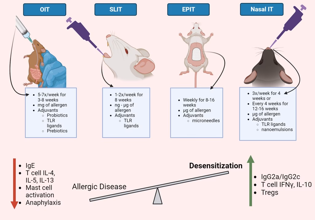 What is peanut oral immunotherapy (OIT) with peanut allergen powder dnfp (palforzia ®)?