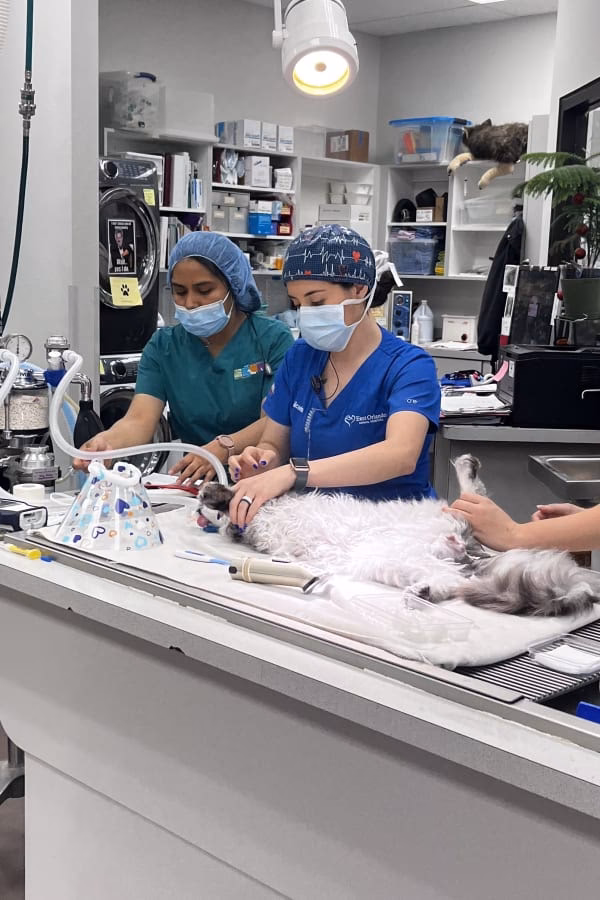 Who is animal medical clinic of Orlando?