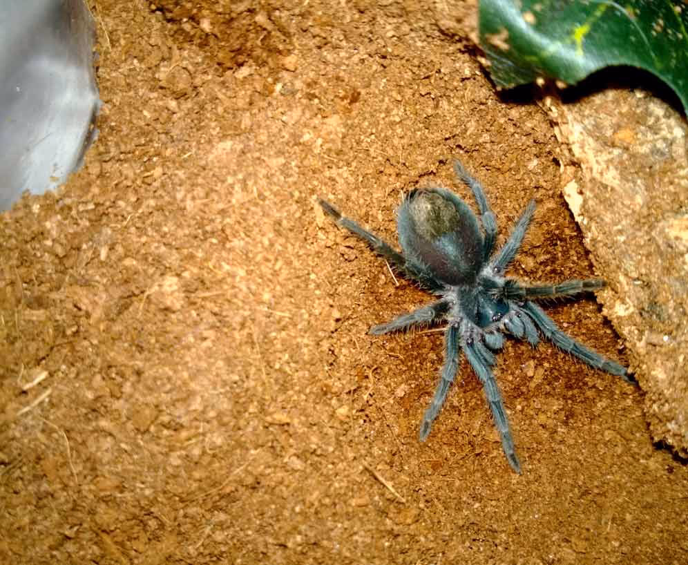 Do Phormictopus cancerides have a purple coloration?