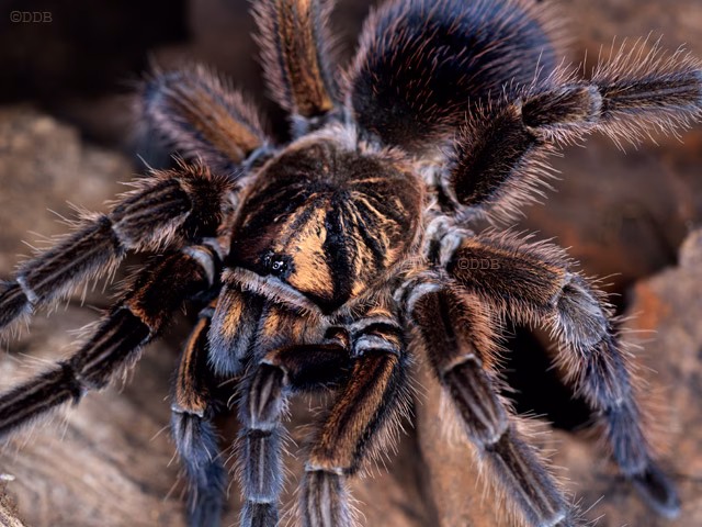 How many Mygale cancerides are there?