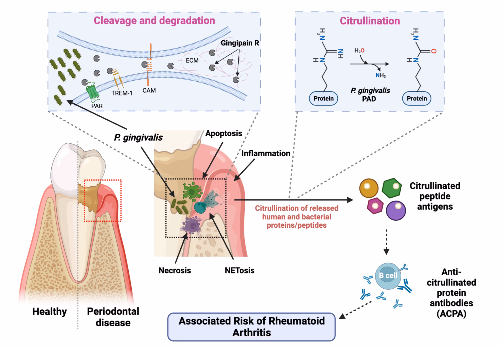 What is the pathogenic role of P gingivalis?
