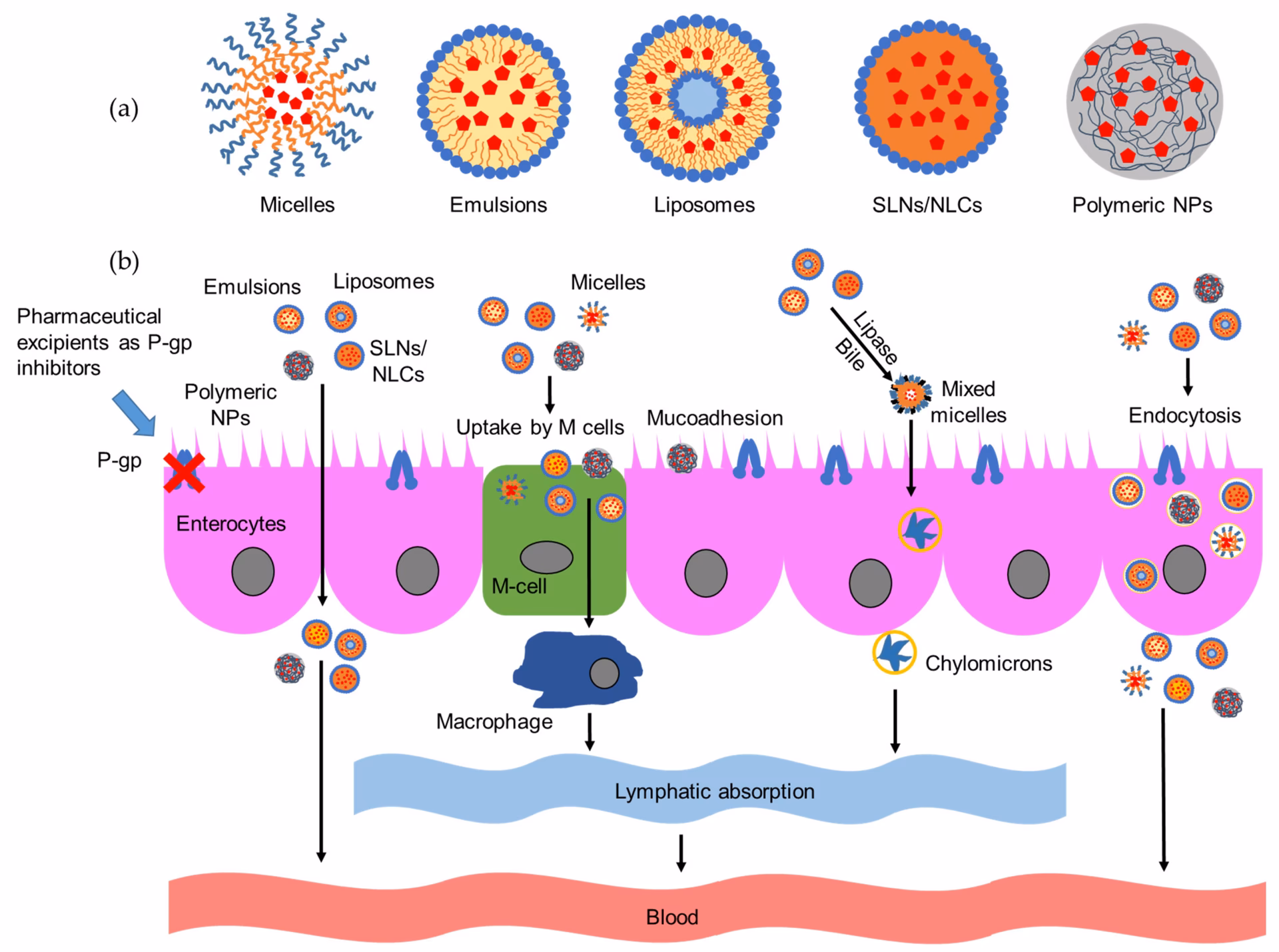 How does tacrolimus affect the gut?