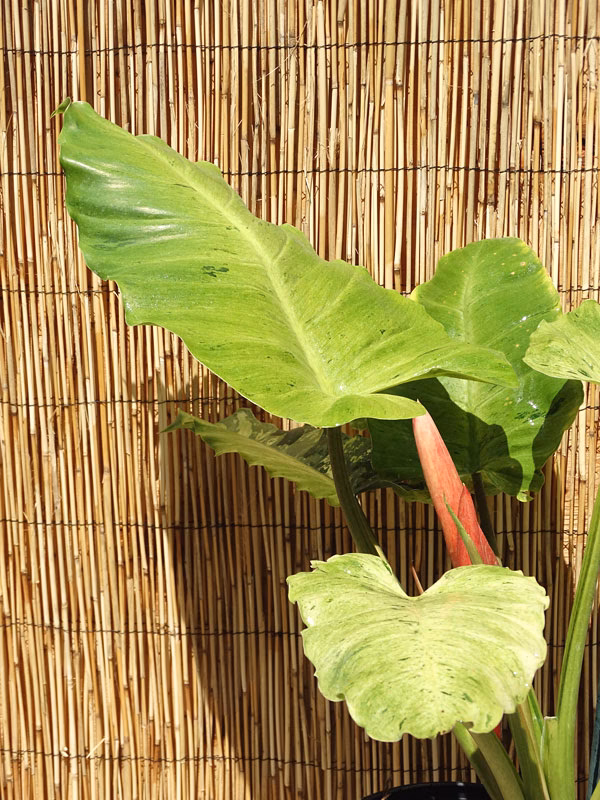 What is Jungle Fever about?