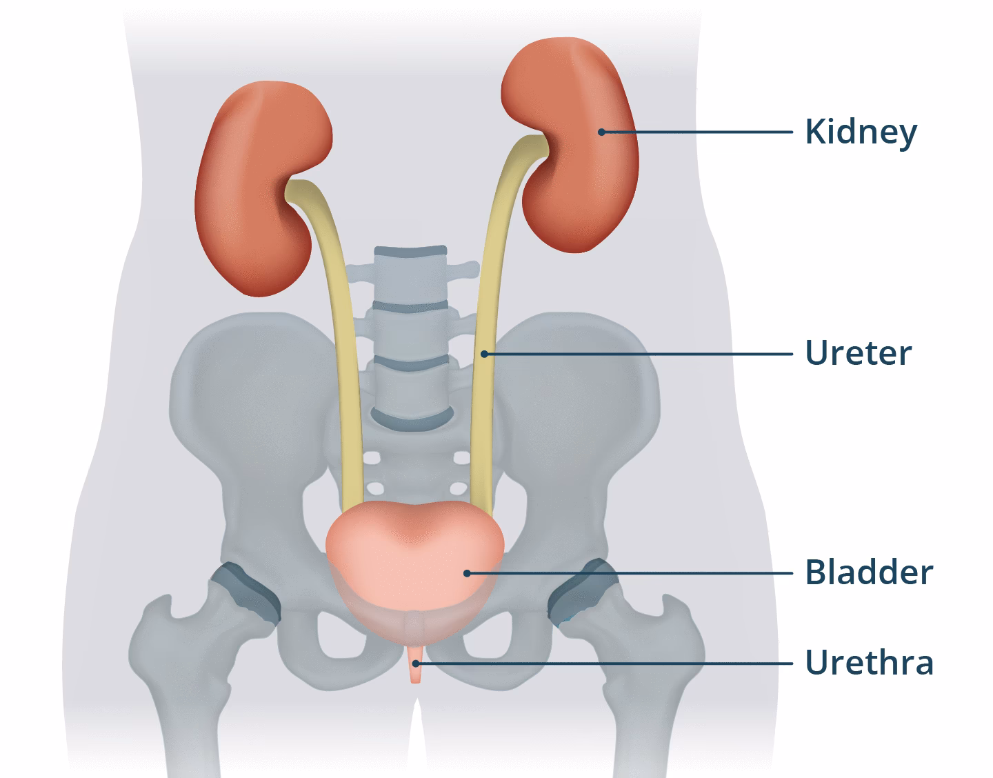 Where is kidney pain located?