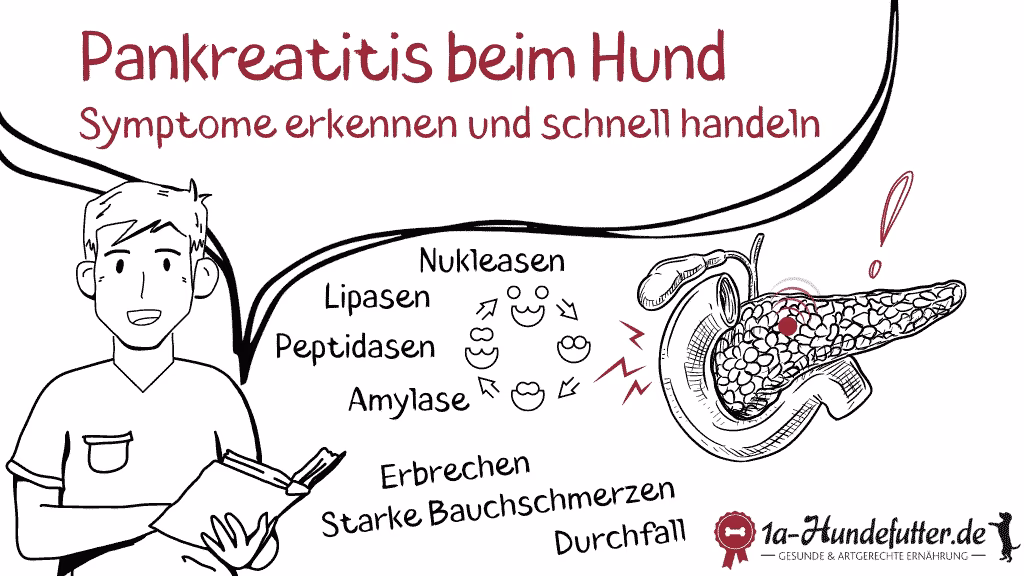 Welche Tiere sind von Pankreatitis betroffen?