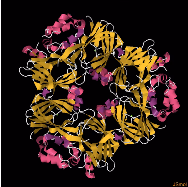 Are peanuts a food allergy?