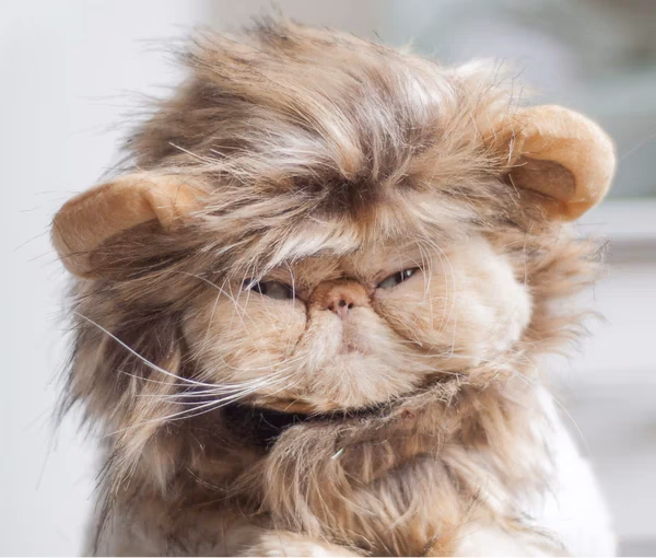 Do Persian cats have breathing problems?