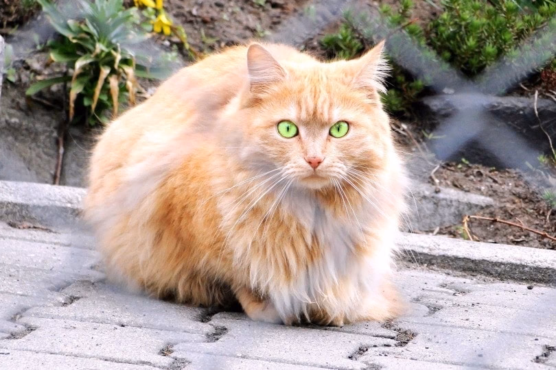 Can you have a Persian cat if you have allergies?