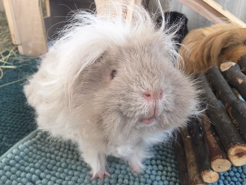 How do you treat a guinea pig allergy?