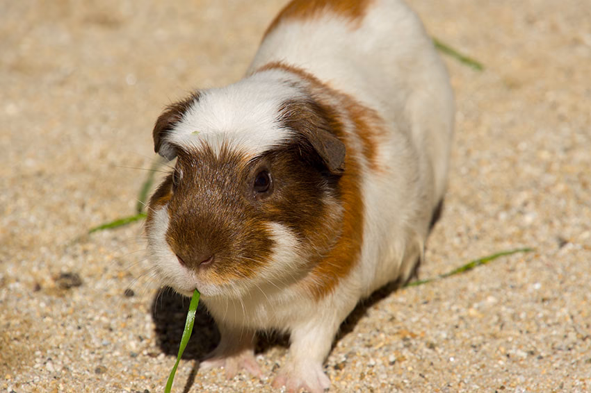 Can guinea pigs have allergies?