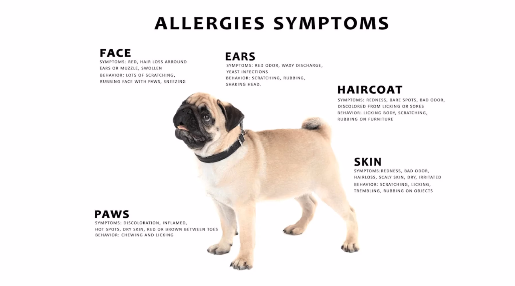 Can pet allergies cause asthma?