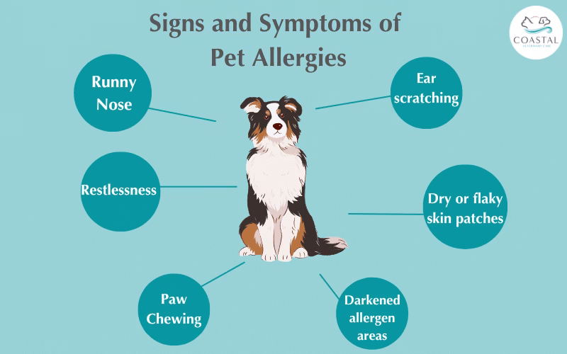 What are pet allergies?