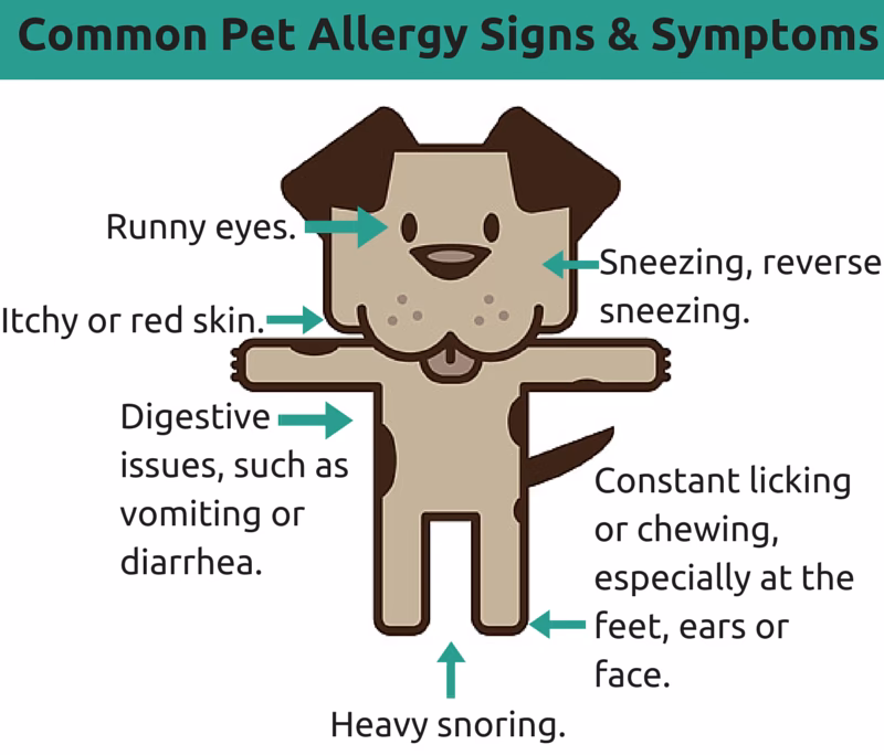 How do you treat a pet allergy?