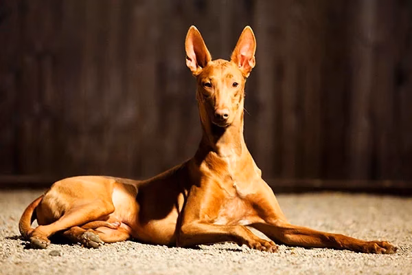 Does a Pharaoh Hound have a bad smell?
