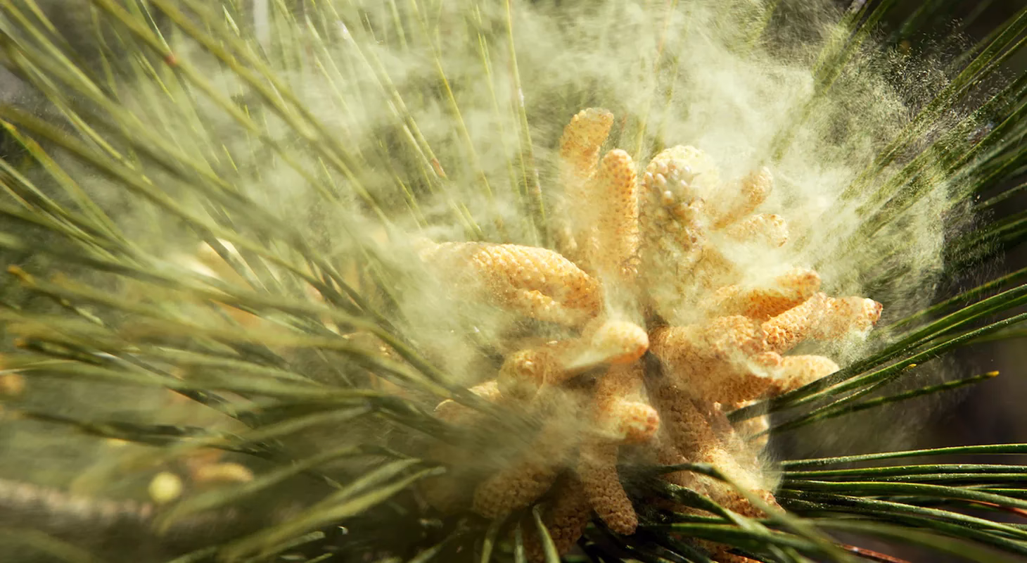 Can pine pollen allergies cause watery and red eyes?