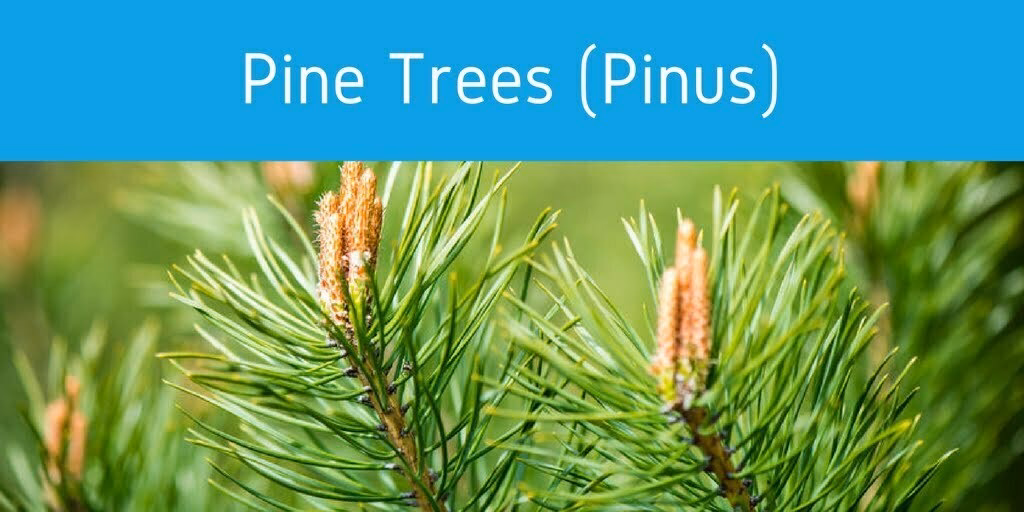What is a pine tree allergy?