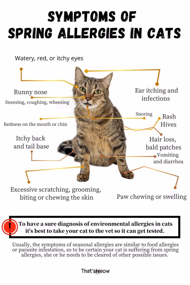 What are the symptoms of flower allergies in cats?