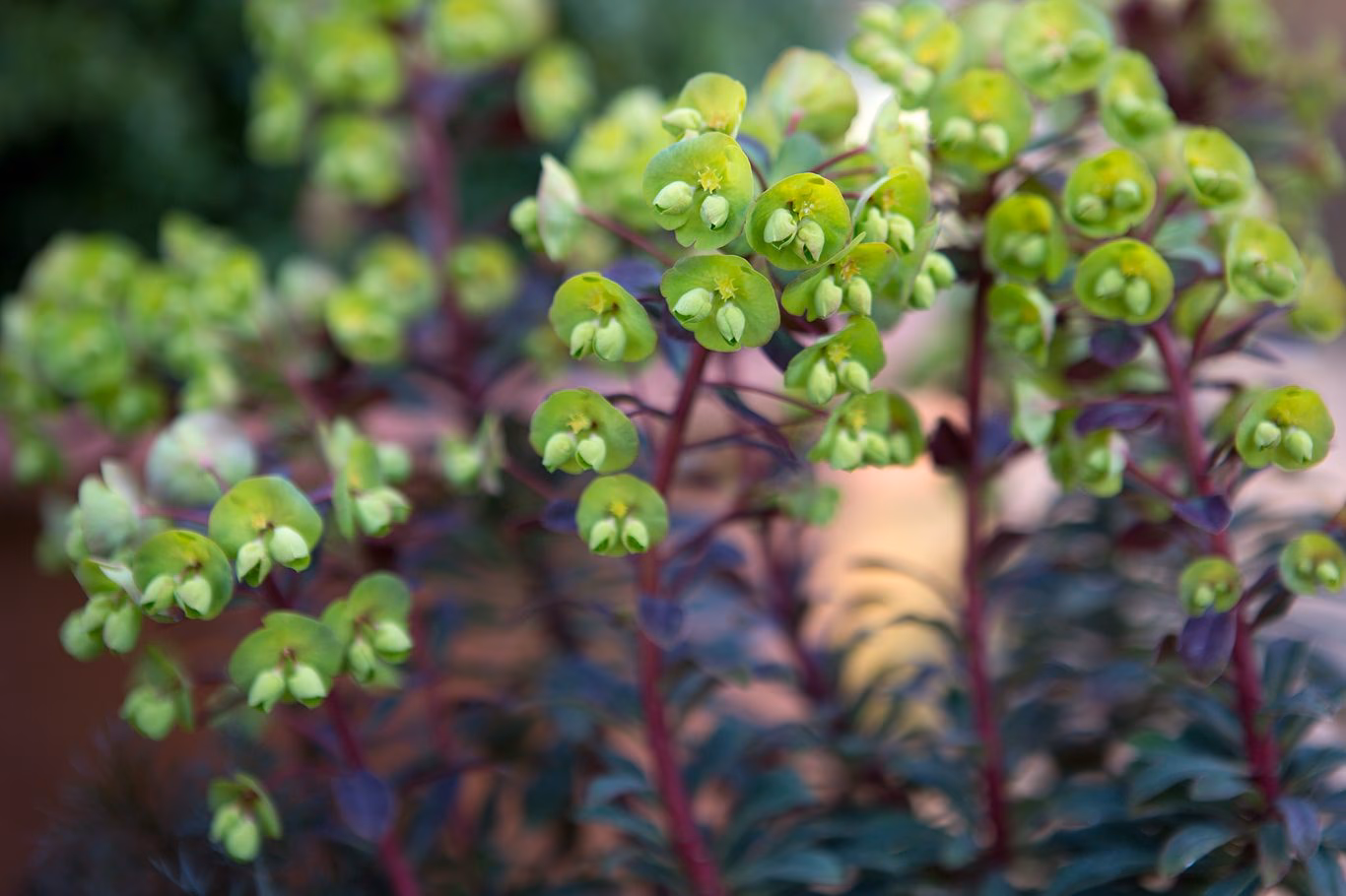 When is pollen exposure most common in the UK?