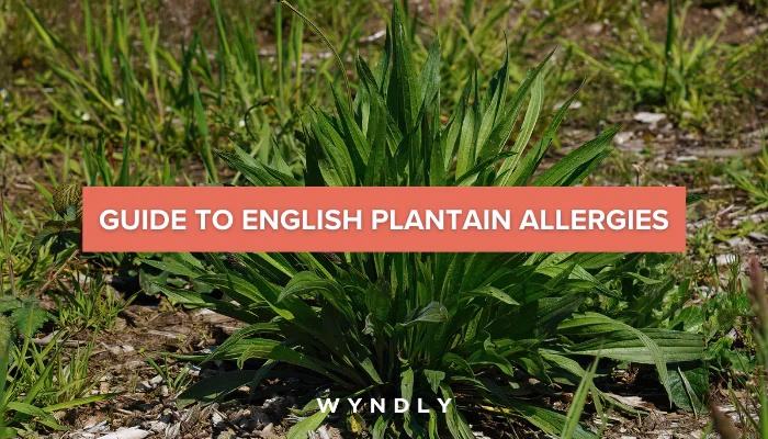 What is a plantain allergy?