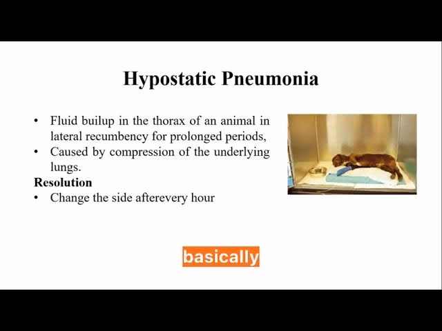 What is bronchial pneumonia?