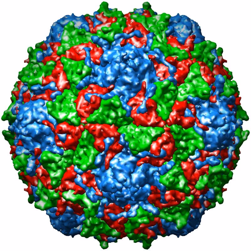 How long can polio survive in cold water?