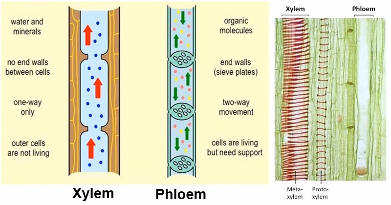 What is the function of xylem and phloem in vascular plants?