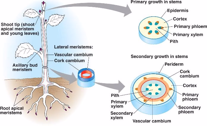 What is the function of xylem and phloem in vascular plants?