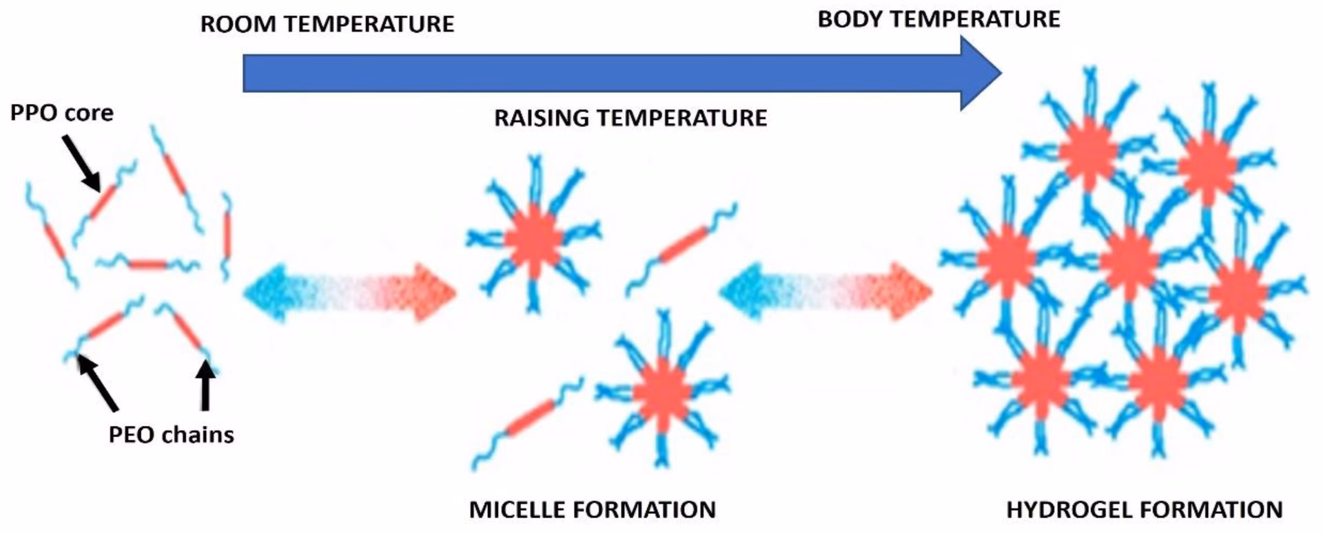 Is poloxamer 407 safe?