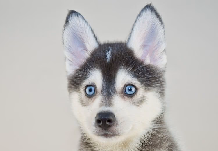 Can a pomsky dog have allergies?