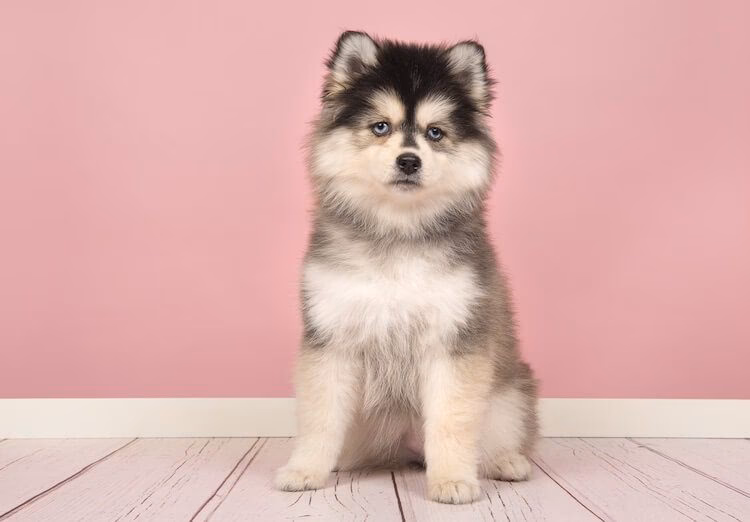 Is a Pomeranian Husky a mixed breed?