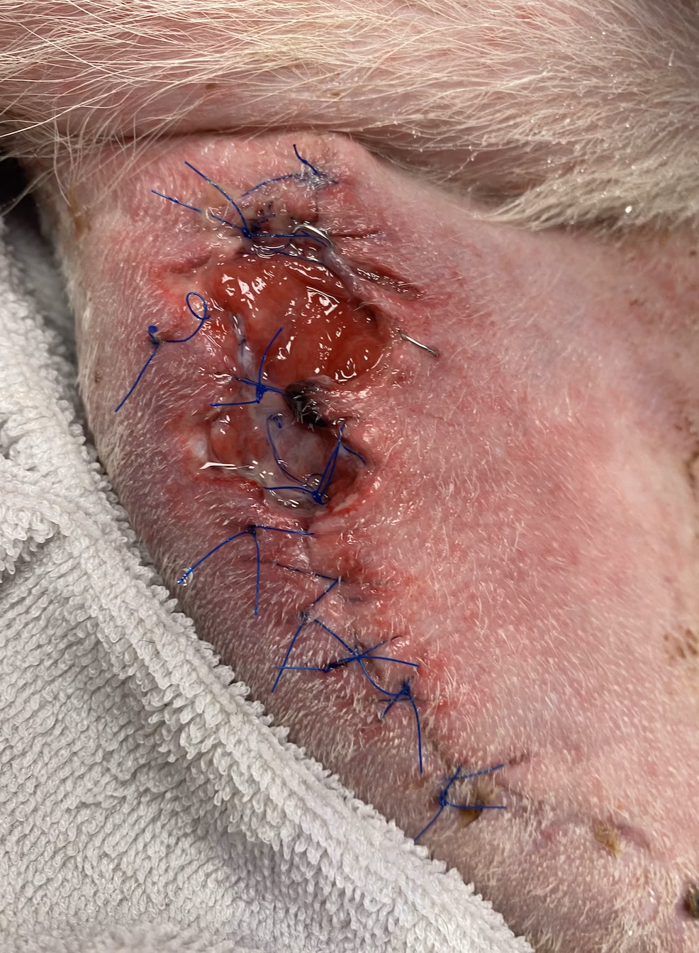 How often does a dog get infected after surgery?