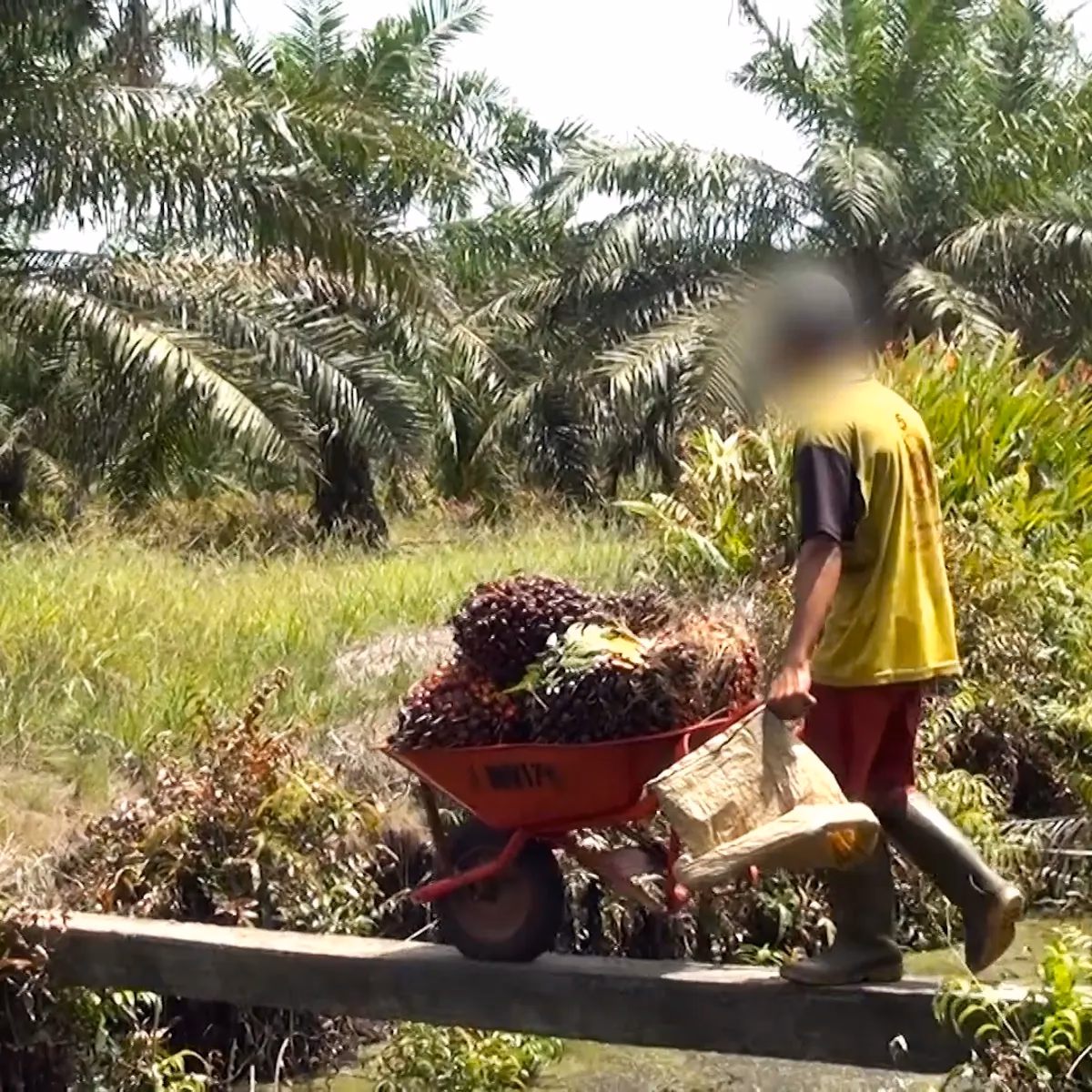 Are children carrying out hazardous work on plantations?