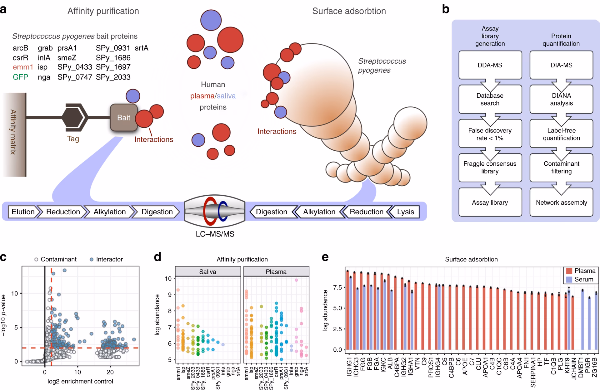 How do you differentiate A M protein from a streptococcal apoproteinase (SOF)?
