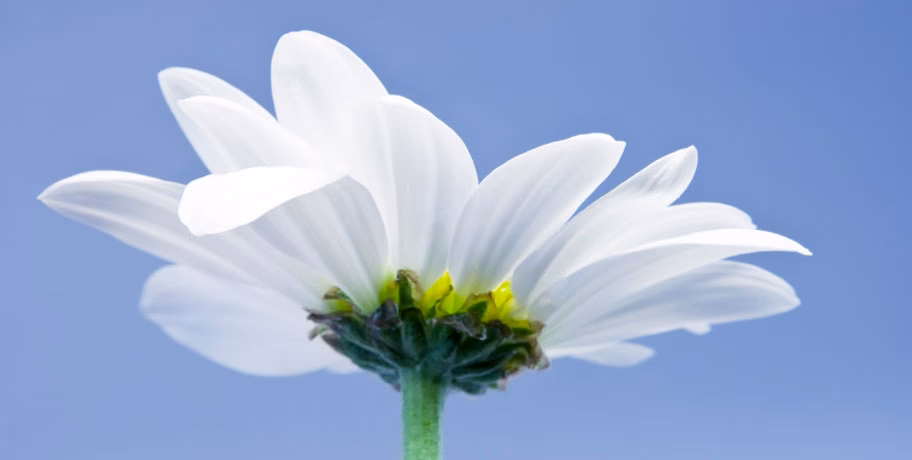 Does quercetin help sneezing?