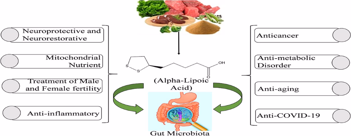 Does lipoic acid prevent hypertension?