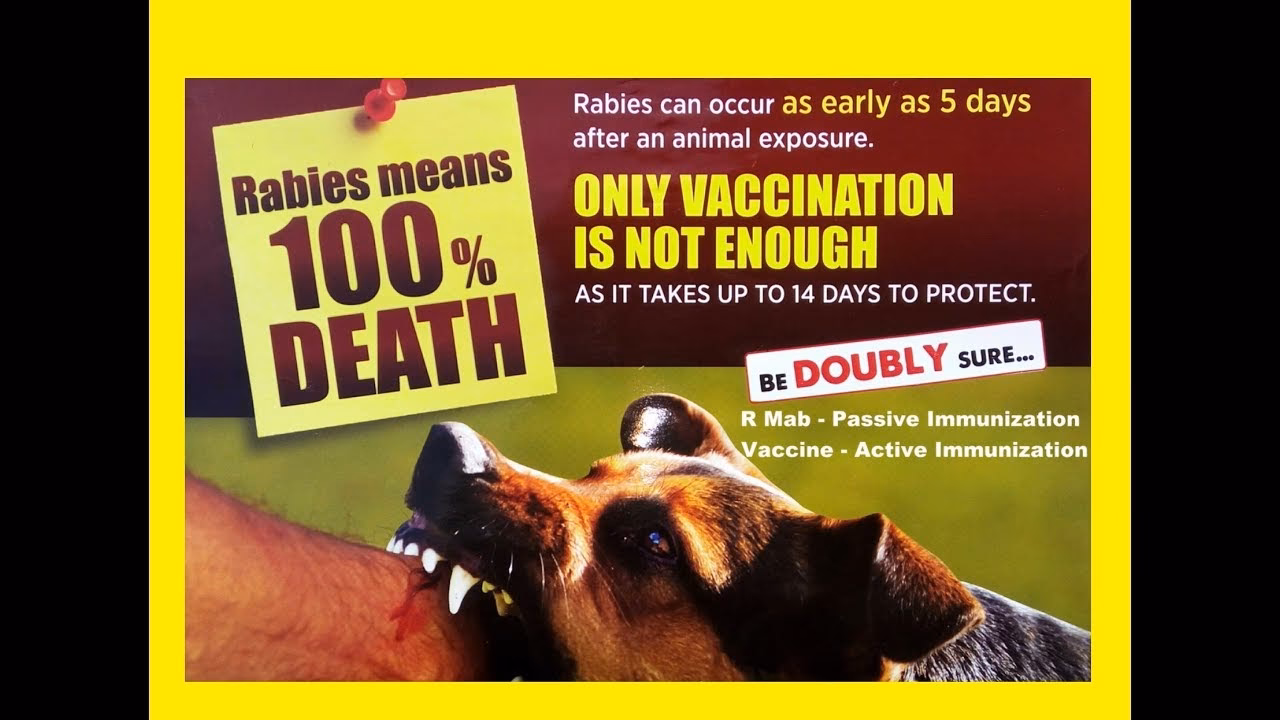 What percentage of rabies cases are fatal?