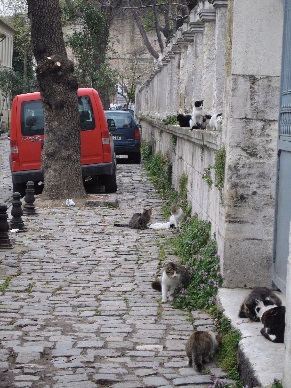 Do Turkish street cats have rabies?