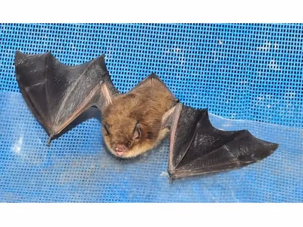 Are there dangerous animals on Crete?