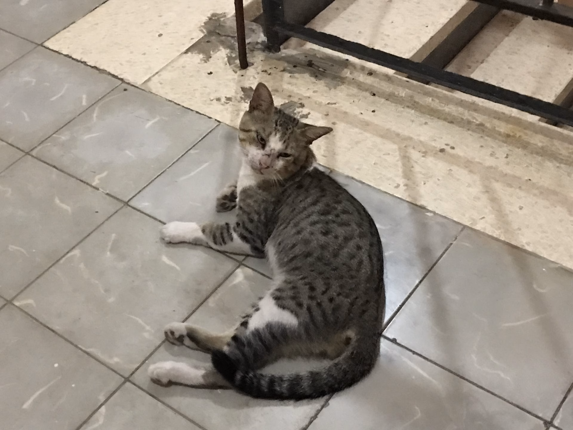 Is rabies a deadly bug?