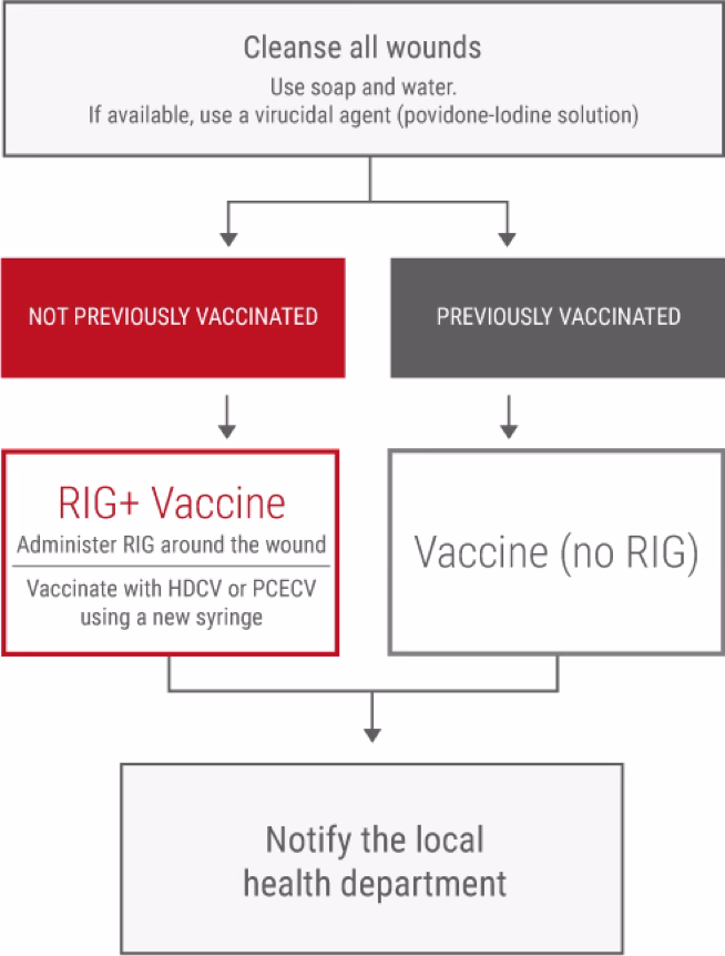 How effective is rabies treatment after exposure?