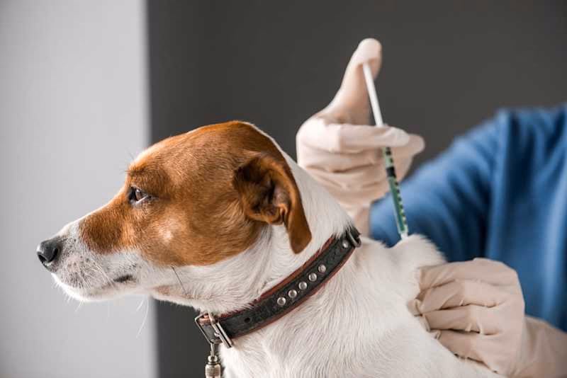 Should I get my Dog microchipped if he has rabies?