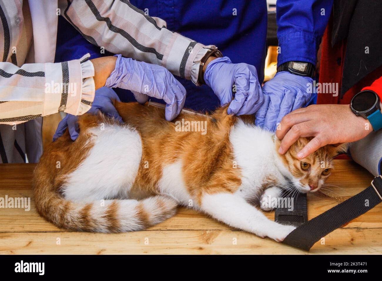 What is the cladogram of Indonesian rabies virus?