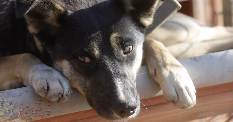 Can dogs get rabies in Jordan?