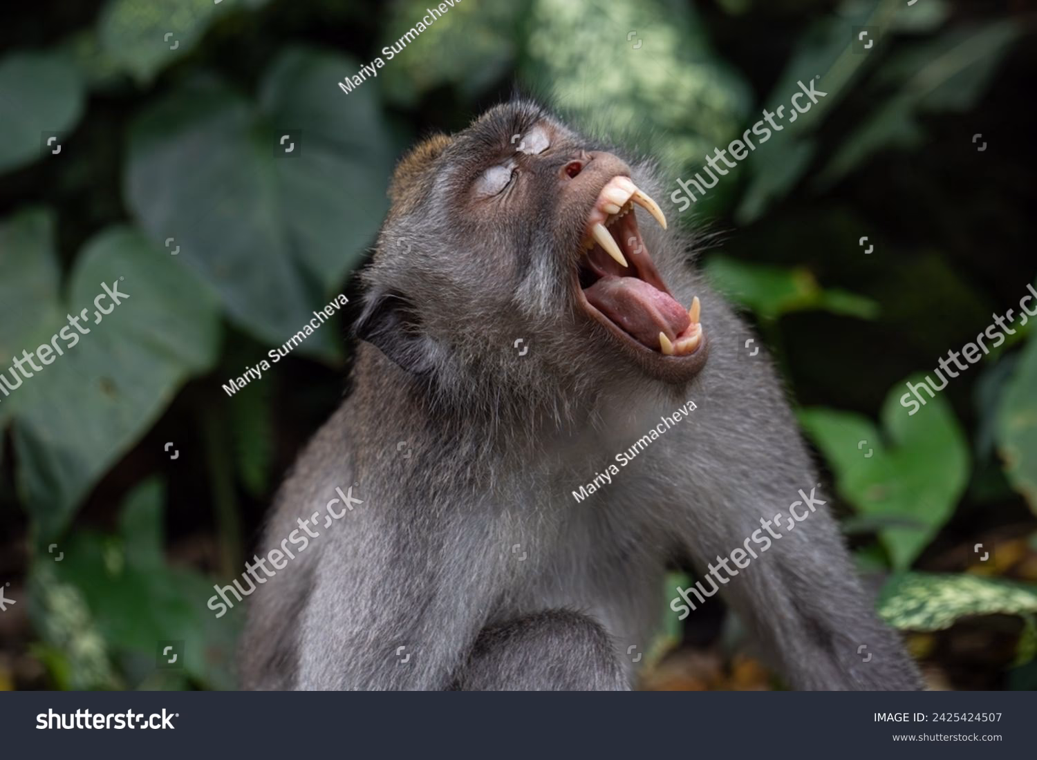 Are human rabies in monkeys a reality in India?