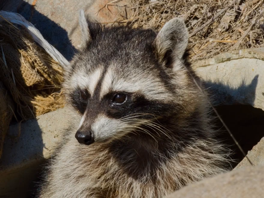 When did rabies last occur in Canada?