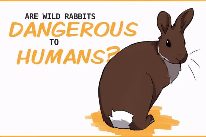 What is animal rabies?