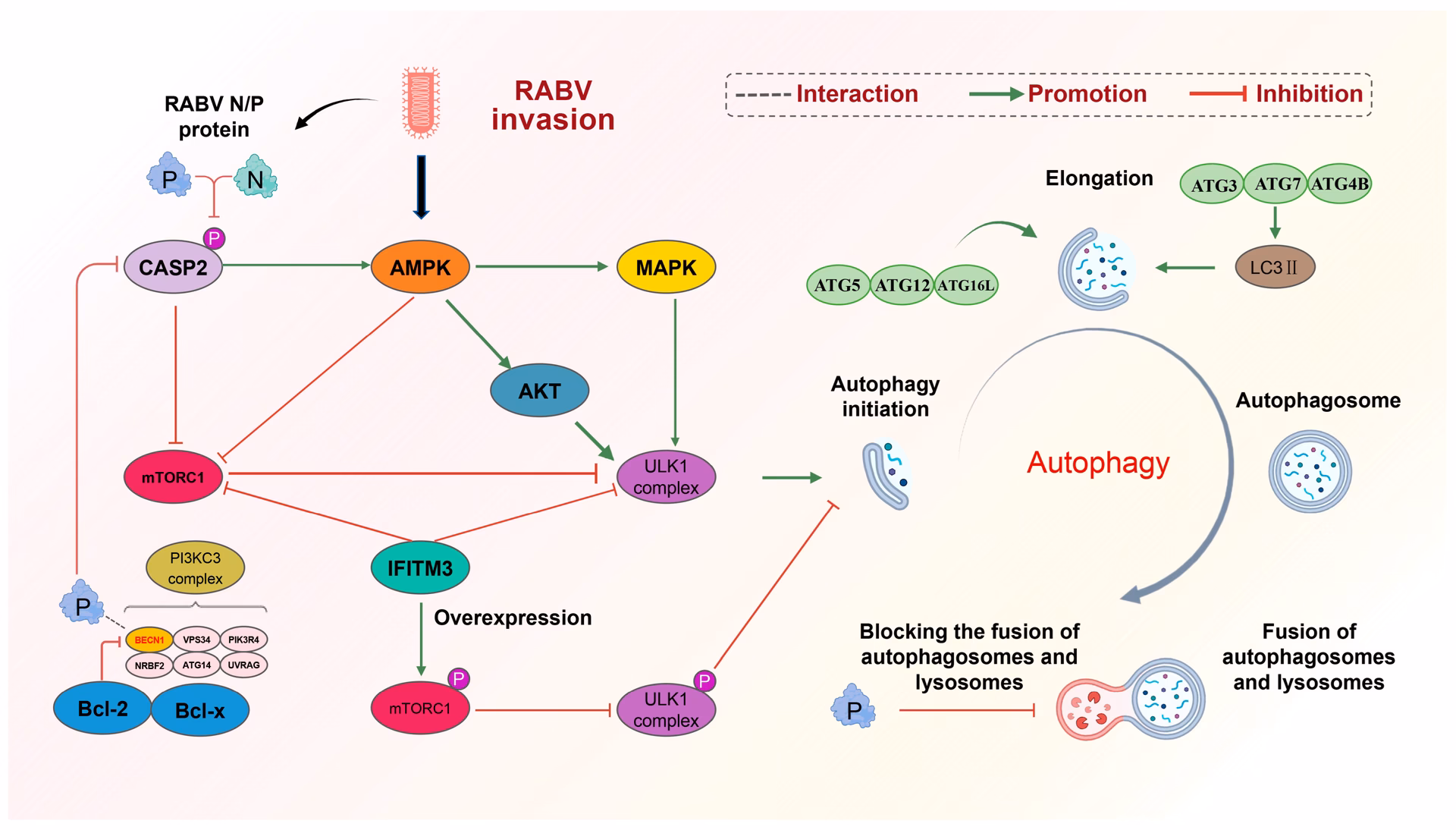 What is the replication cycle of rabies virus?