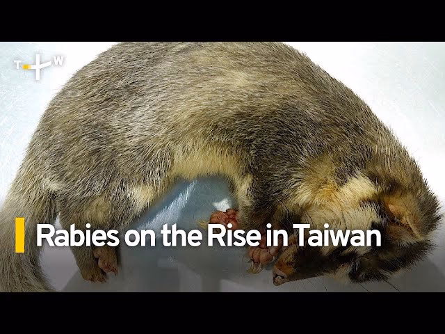 What is the epidemiology of rabies?