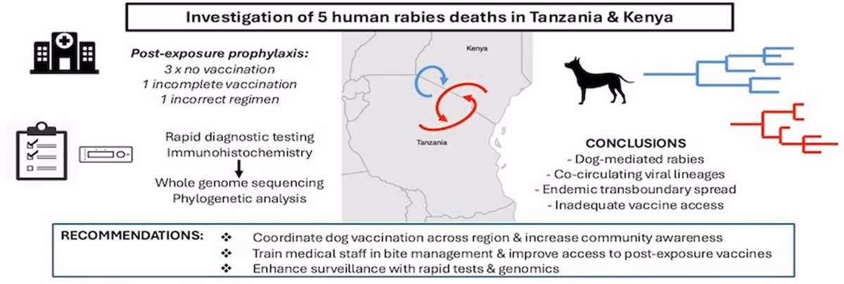 What is rabies zoonosis?