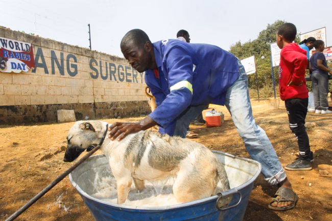 Is rabies a serious disease in Zambia?